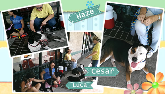 Dogs available for adoption