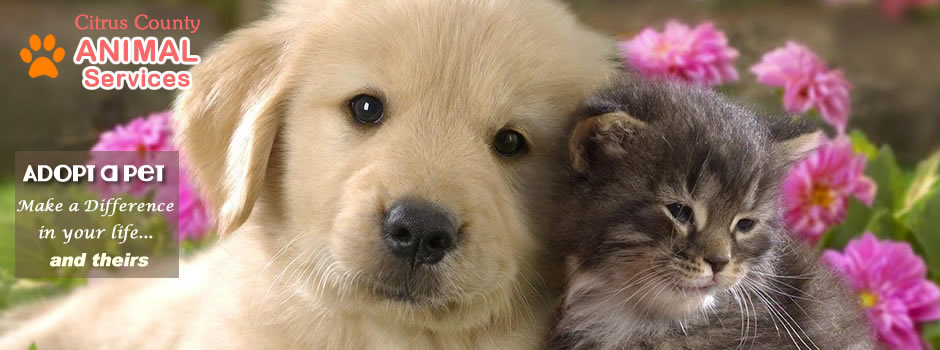 Citrus County Animal Services