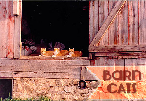 Barn Cats