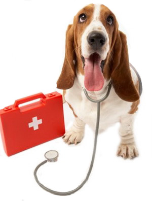 First Aid Dog